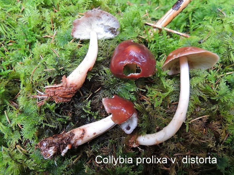 Rhodocollybia prolixa var.distorta-amf464.jpg - Rhodocollybia prolixa var.distorta ; Syn1: Collybia distorta ; Syn2: Rhodocollybia distorta ; Nom français: Collybie à pied tordu